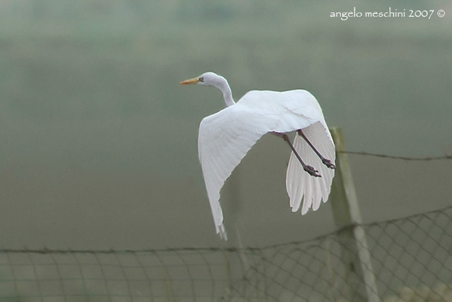 Airone bianco maggiore al pascolo. Ritrattini.